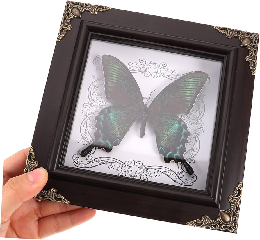 シンガポール 蝶標本 壁掛け用 公式 シンガポール 蝶標本 壁掛け用