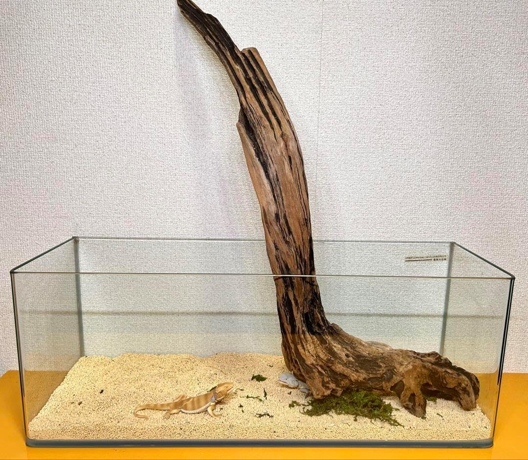 G79 灰汁抜き処理済 流木 爬虫類 両生類シェルター 観葉植物