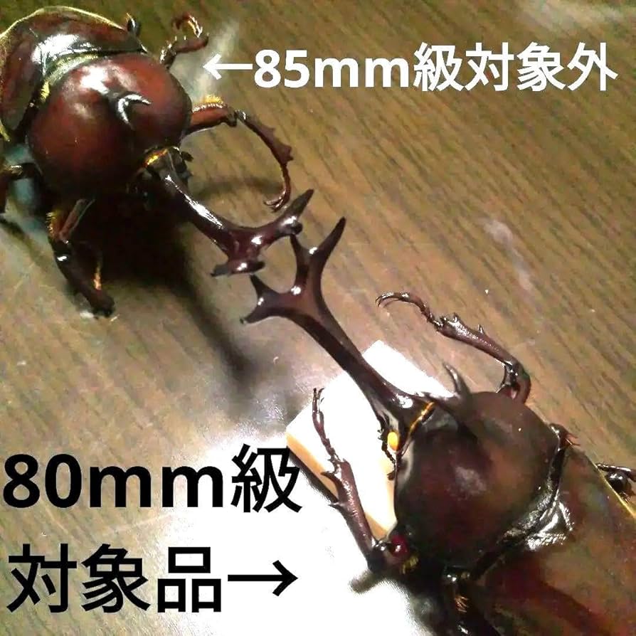 角スゴ長特大ワイルド野生赤レッド角長カブトムシ標本82mm頭角幅19mm