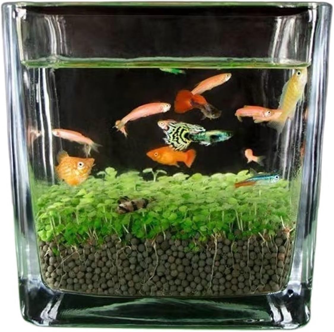 NEO GLASS AIR | PRODUCTS | DOOA ADA DOOA ネオグラスエア 水槽 セット