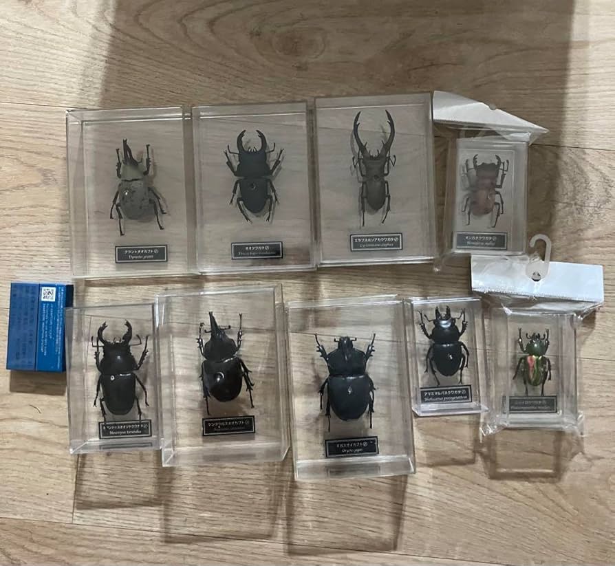 国産カブト・クワガタ 標本 34匹セット 国産カブト・クワガタ 標本 34