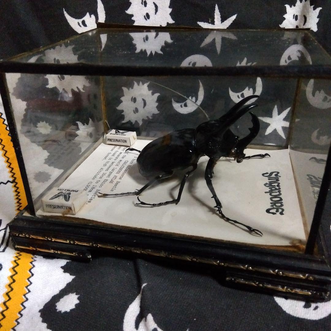 玲*華様 コーカサスオオカブト標本 玲*華様 コーカサスオオカブト標本