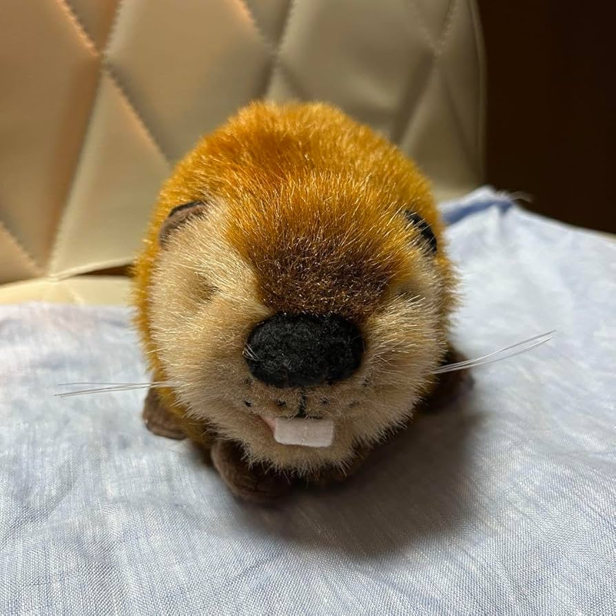 スーパービーバーちゃん Amazon.co.jp: SUPER BEAVER スーパービーバー