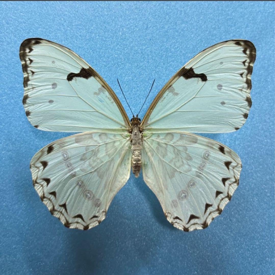 杣山型異常型】ギフチョウ（オス、福井県）