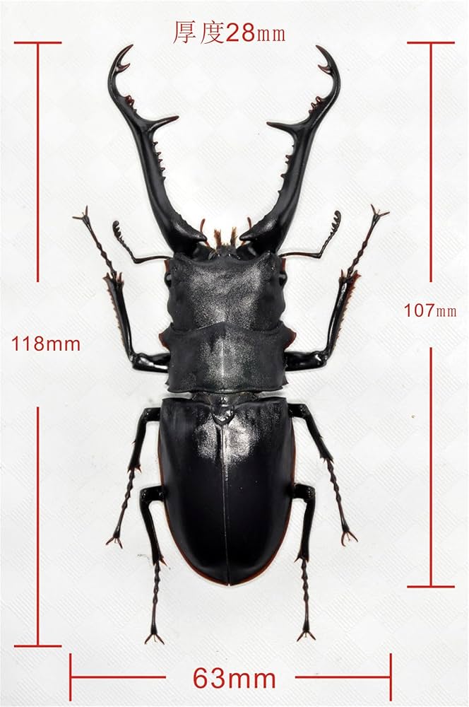 Amazon.co.jp: BACALYSO | 涅槃 1/1 サイズ ギラファノコギリクワガタ