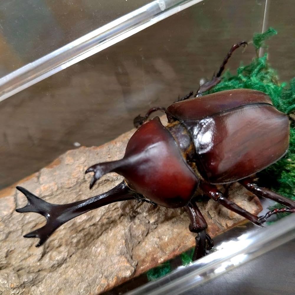 Amazon.co.jp: 特大レッド赤カブトムシ昆虫標本82mm頭角幅18mmぐらい夏