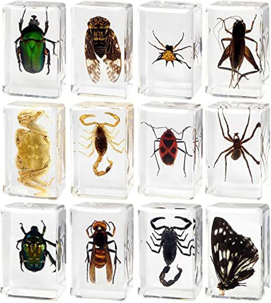 Amazon.co.jp: Jeffergarden昆虫標本 リアルな昆虫標本セット, 透明