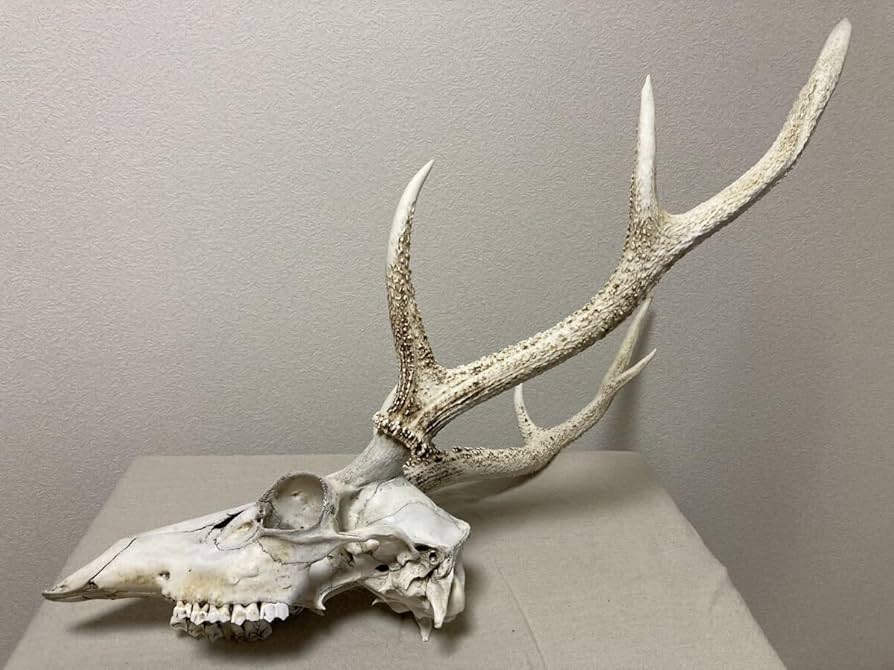 ニホンジカ スカルトロフィー 【三段角50センチ超え】 ニホンジカ
