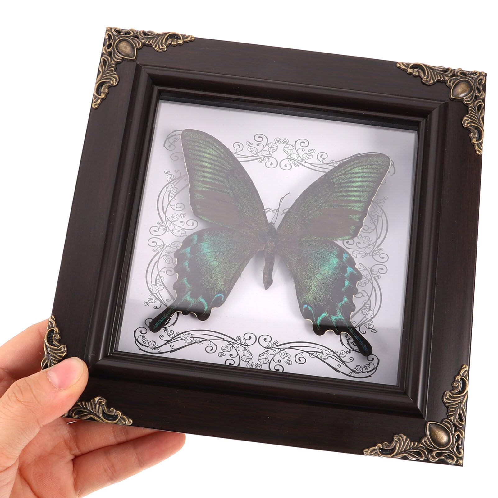 2025年最新】標本箱 ドイツの人気アイテム - メルカリ 希少蝶の標本