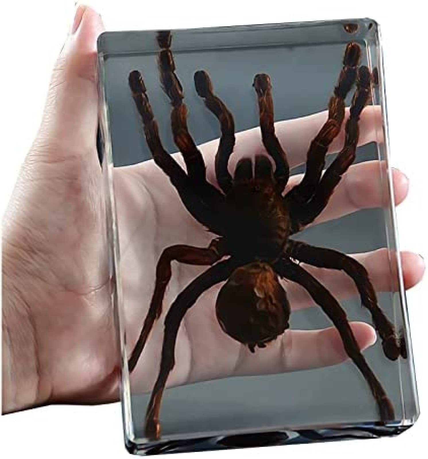 Amazon.co.jp: タランチュラ標本、本物の昆虫クモ標本、剥製樹脂デスク