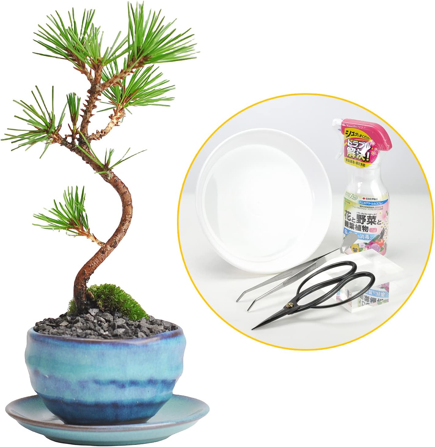 盆栽鉢 ミニ盆栽鉢 富舟 富舟さんの鉢 | みさきのミニ ♢小品盆栽鉢 富