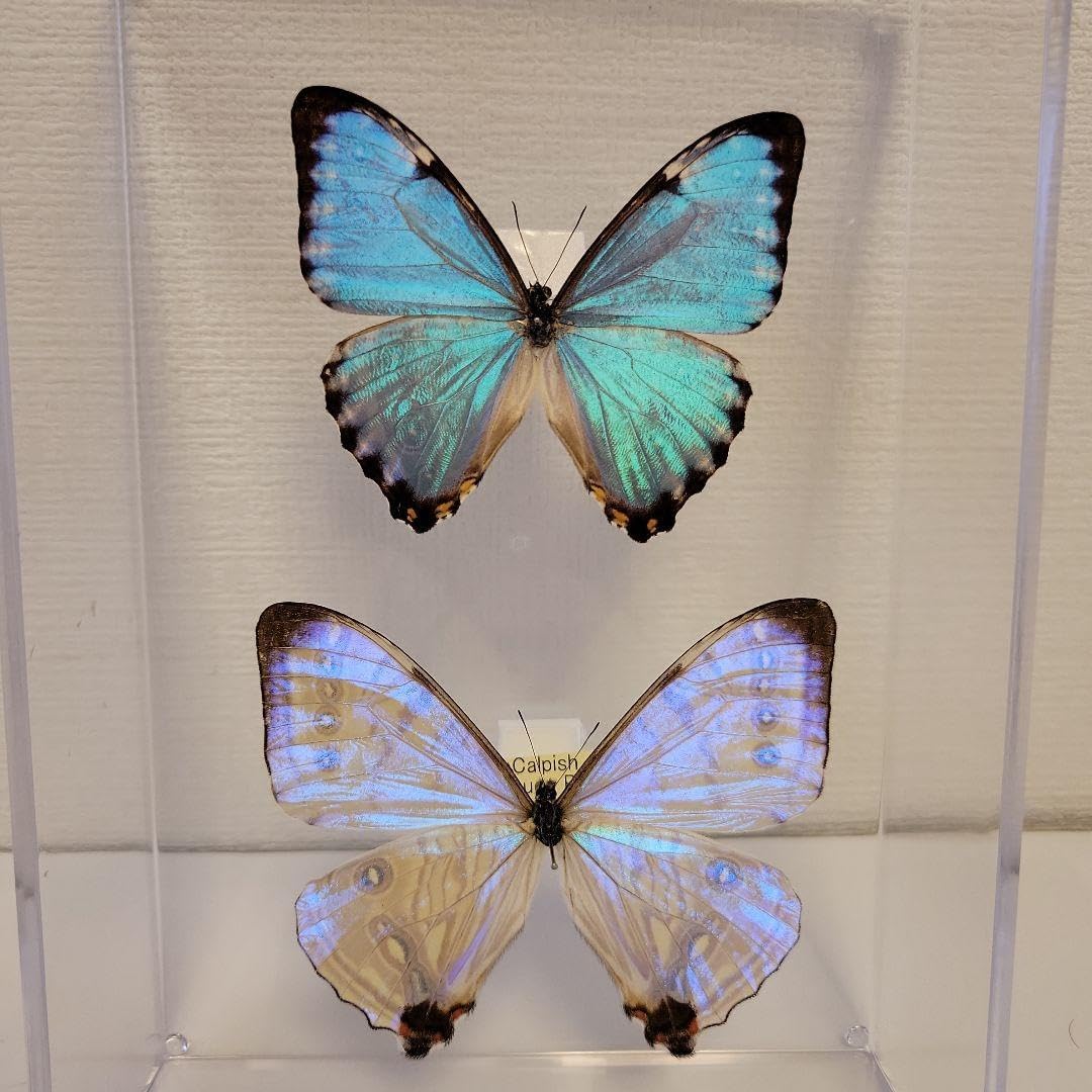 蝶の標本 宝石のようなモルフォの世界 珍A オーロラモルフォ蝶 標本