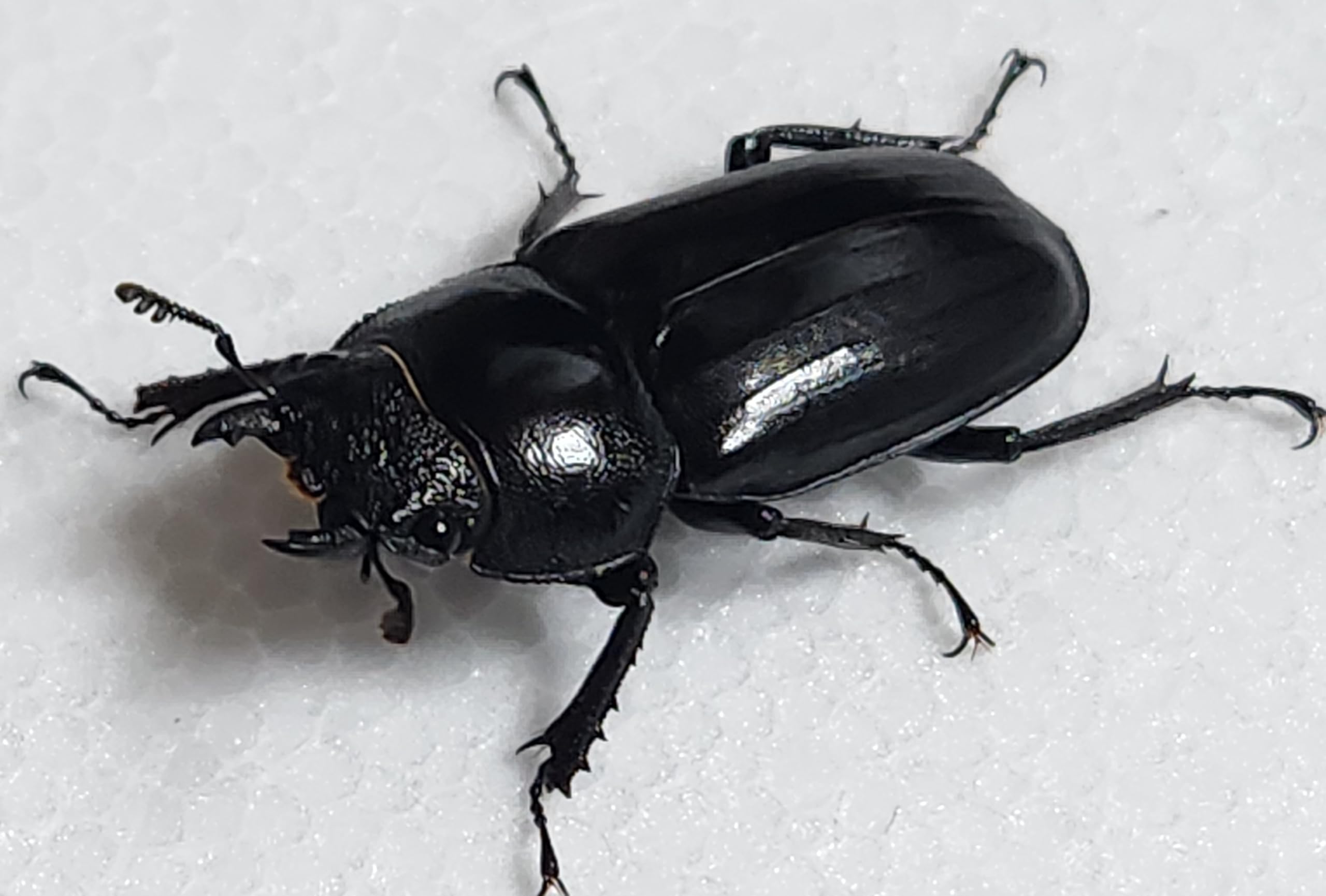 標本 野外品アマミシカクワガタペア39mm