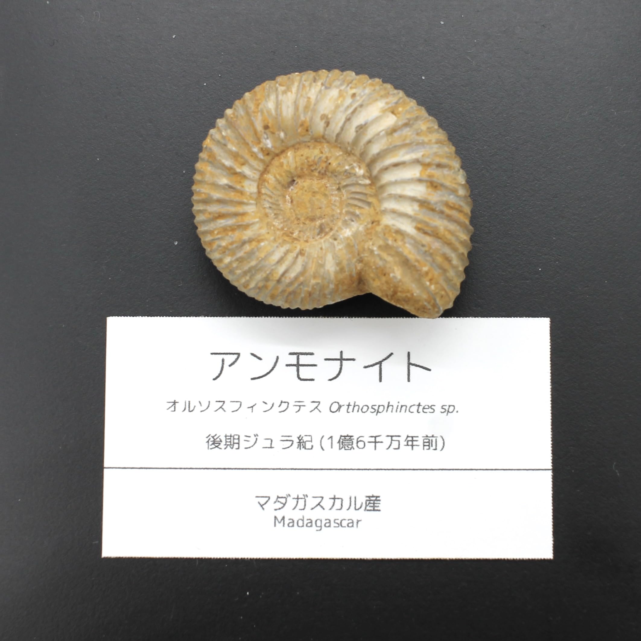 G-3 アンモナイト化石 ファイア マダガスカル産 G-3 アンモナイト化石