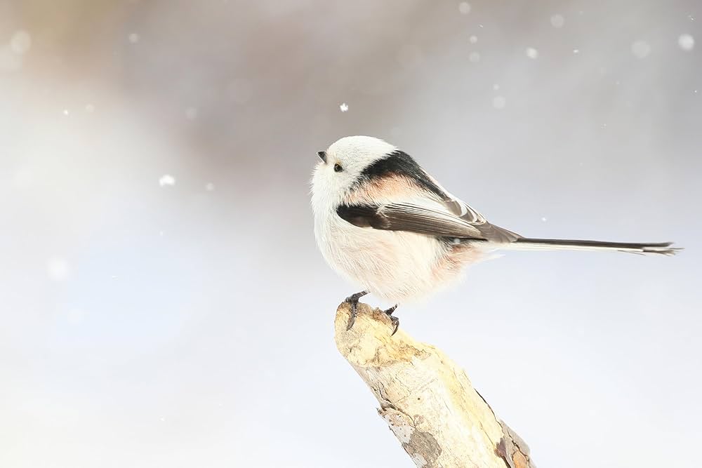 Amazon.co.jp: まいにち、シマエナガ ポストカードブック ([バラエティ