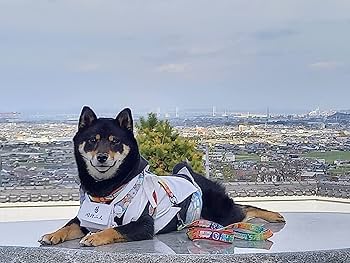 Amazon | お遍路＆旅グッズ ペット用 白衣三点セット Lサイズ | hana