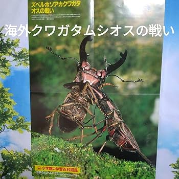 Amazon.co.jp: 折りたたみポスター！ 海外カブトムシ＆クワガタ昆虫
