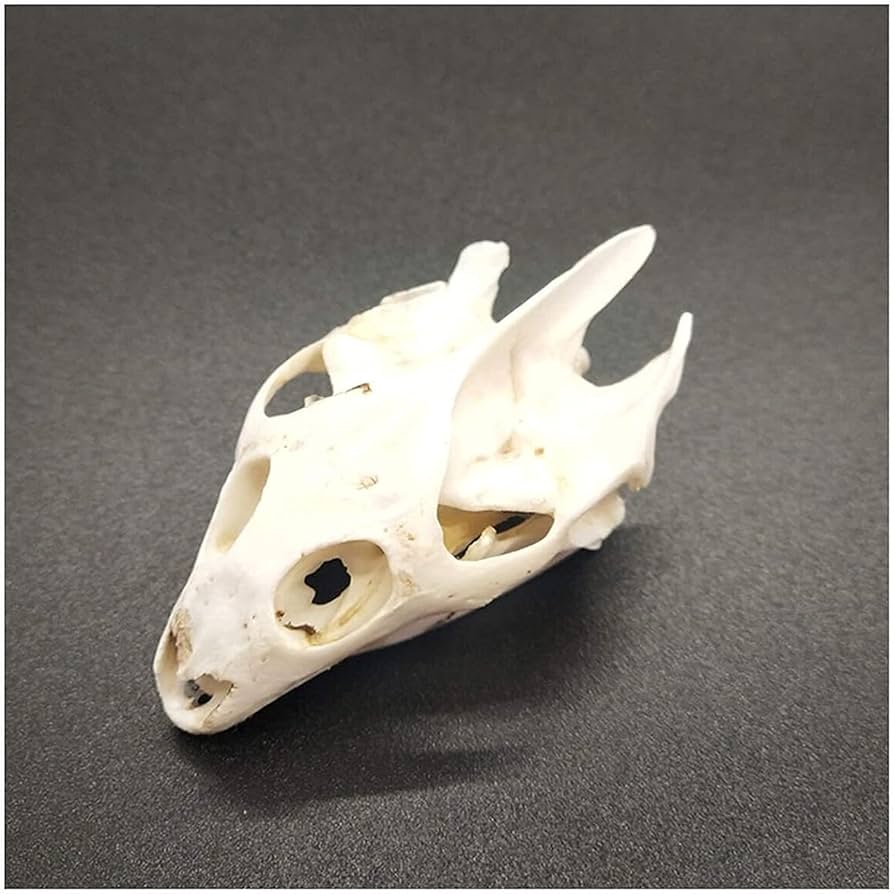 Amazon.co.jp: 亀の頭蓋骨標本亀の骨標本剥製収集品家の装飾品のための