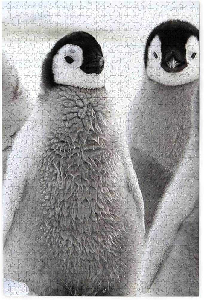 Amazon.co.jp: 1000ピース ジグソーパズル ペンギン アニマル 大人用