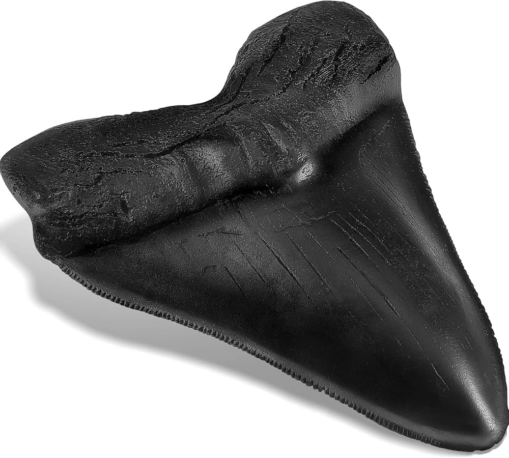 Amazon.co.jp: 5.5インチ サメの歯のおもちゃ メガロドンの歯 フェイク