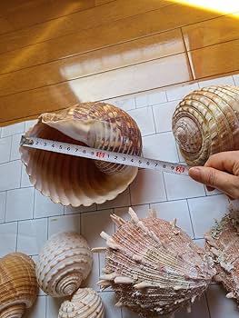 Amazon.co.jp: レア!五島列島!特大! 貝殻 貝 標本 コレクション ガイ