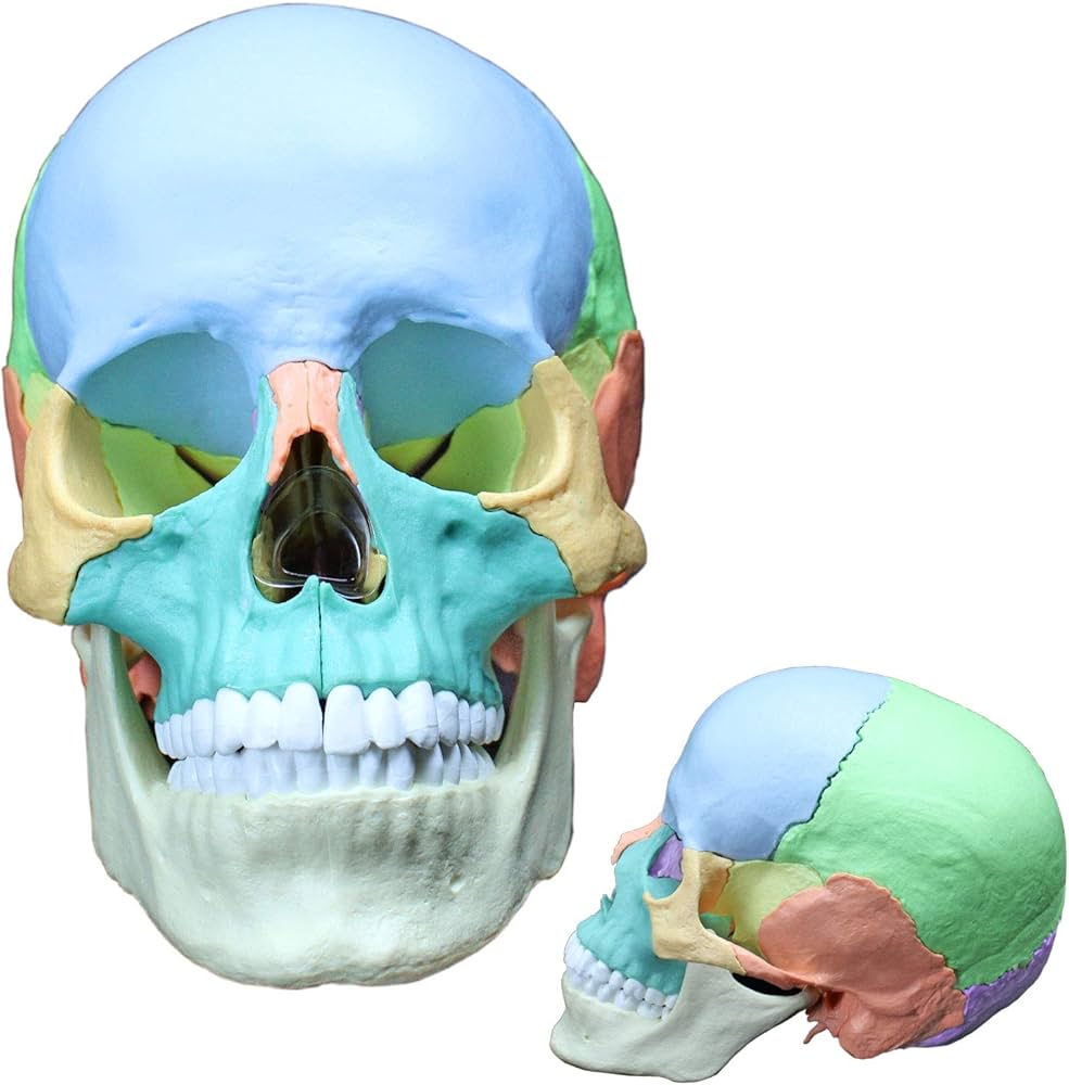 Amazon.co.jp: ERLER ZIMMER (ドイツ エルラージマー社) 22分割