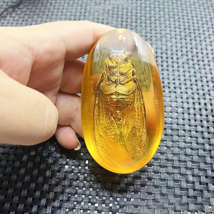 Amazon.co.jp: Lllunimon 琥珀セミ化石自然実昆虫標本ペンダント、昆虫