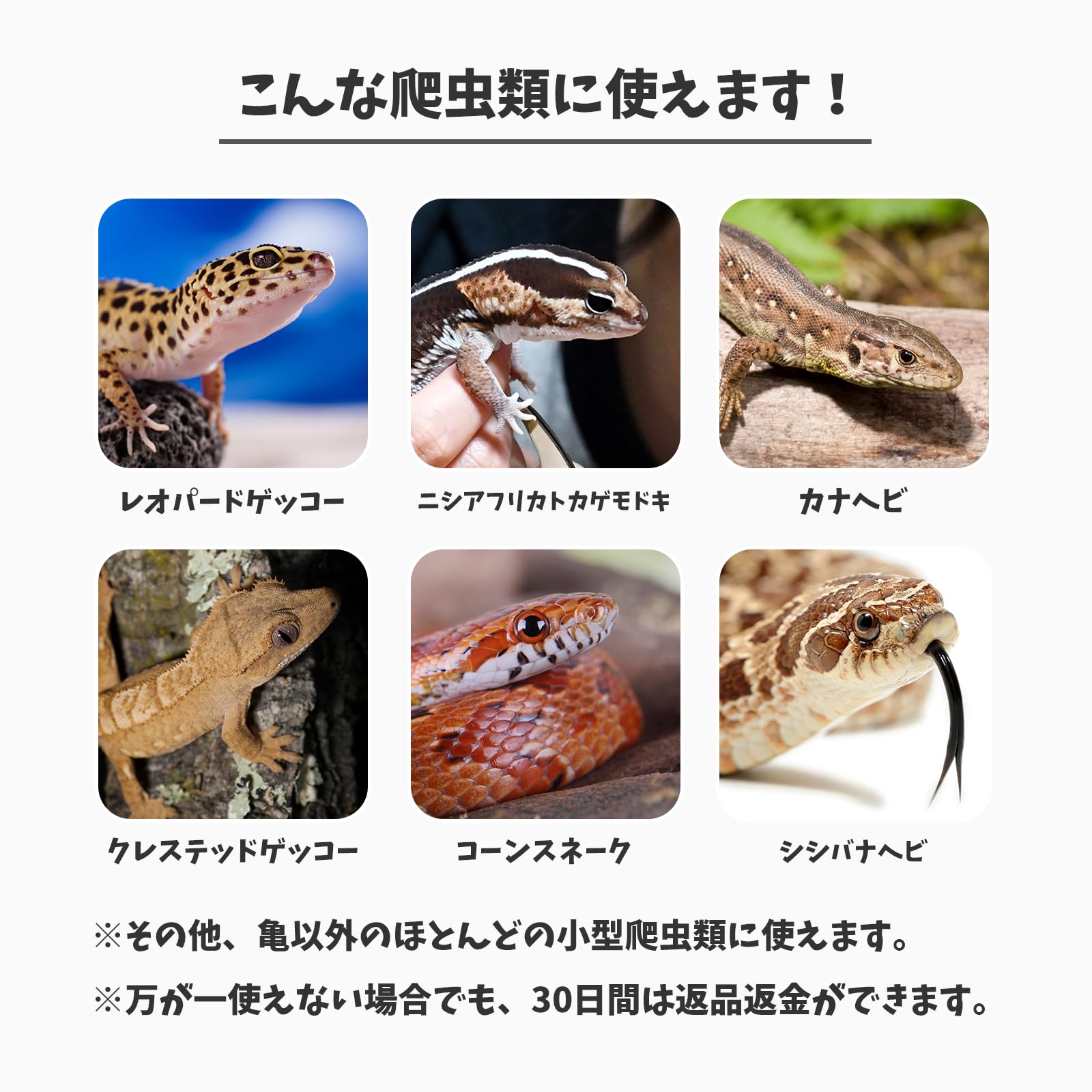 Amazon | 両爬工房 はちゅれちっく 遊び場 5点セット 遊具 遊び道具