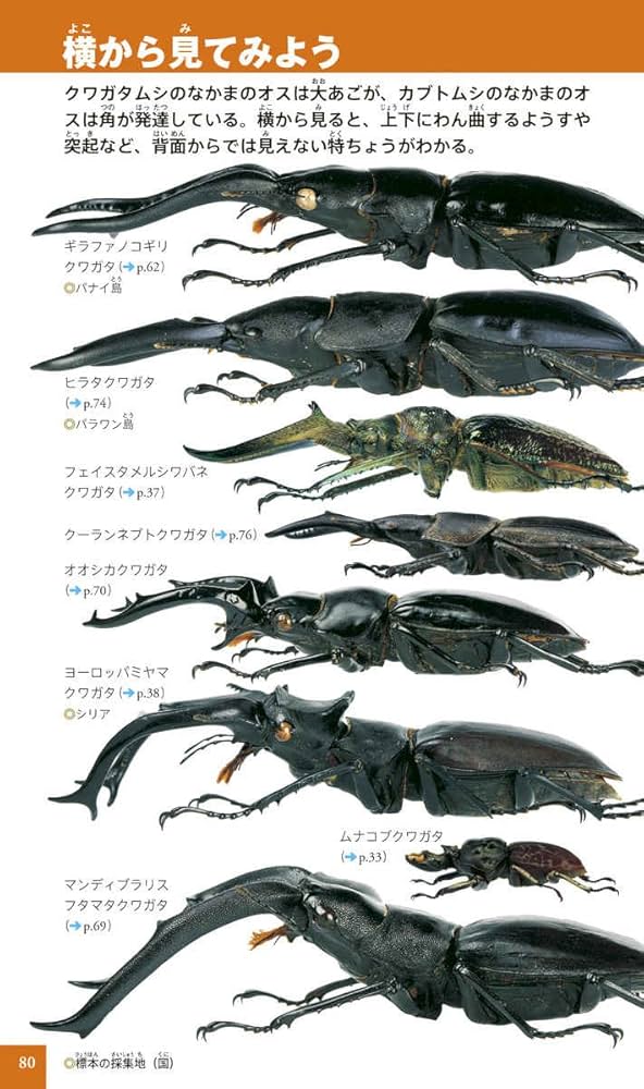 カブトムシ・クワガタムシ (小学館の図鑑ネオぽけっと 10) | 小池 啓一