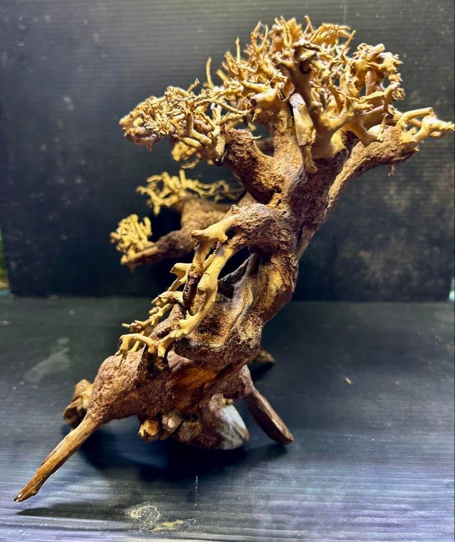 コンクリート盆栽 流木オブジェディスプレイ アート インテリア 鍵