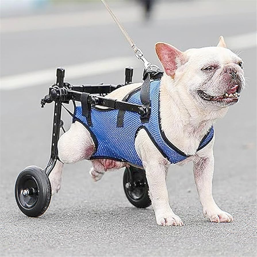 Amazon | 犬用車椅子 ミニチュアダックス専用 ドッグウォーカー 犬用