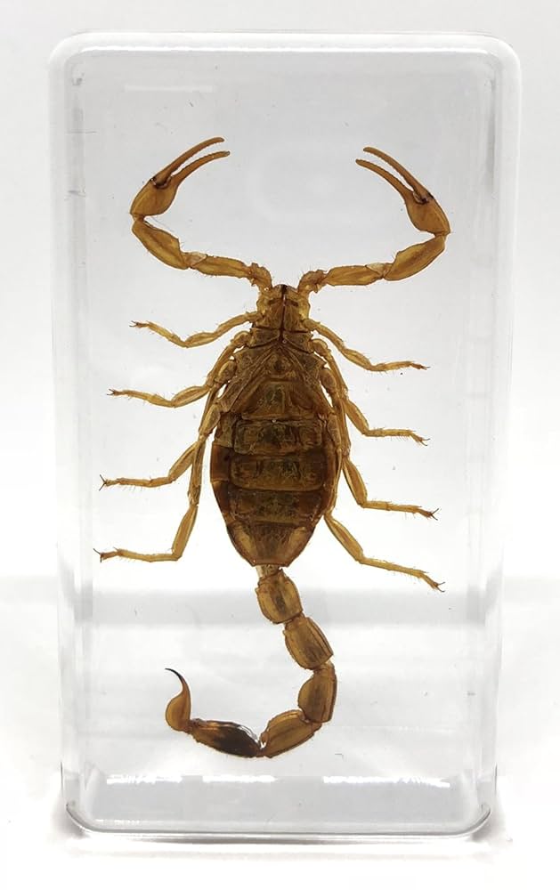 さそり（ 蠍 ）剥製標本 コレクション