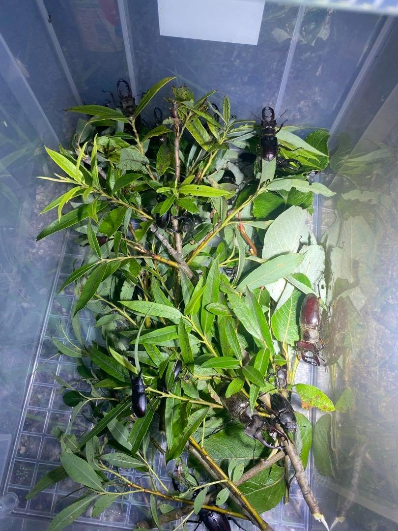 強力 HID7インチ 出力調整可能 紫外線強化バルブ灯火採集 ライト