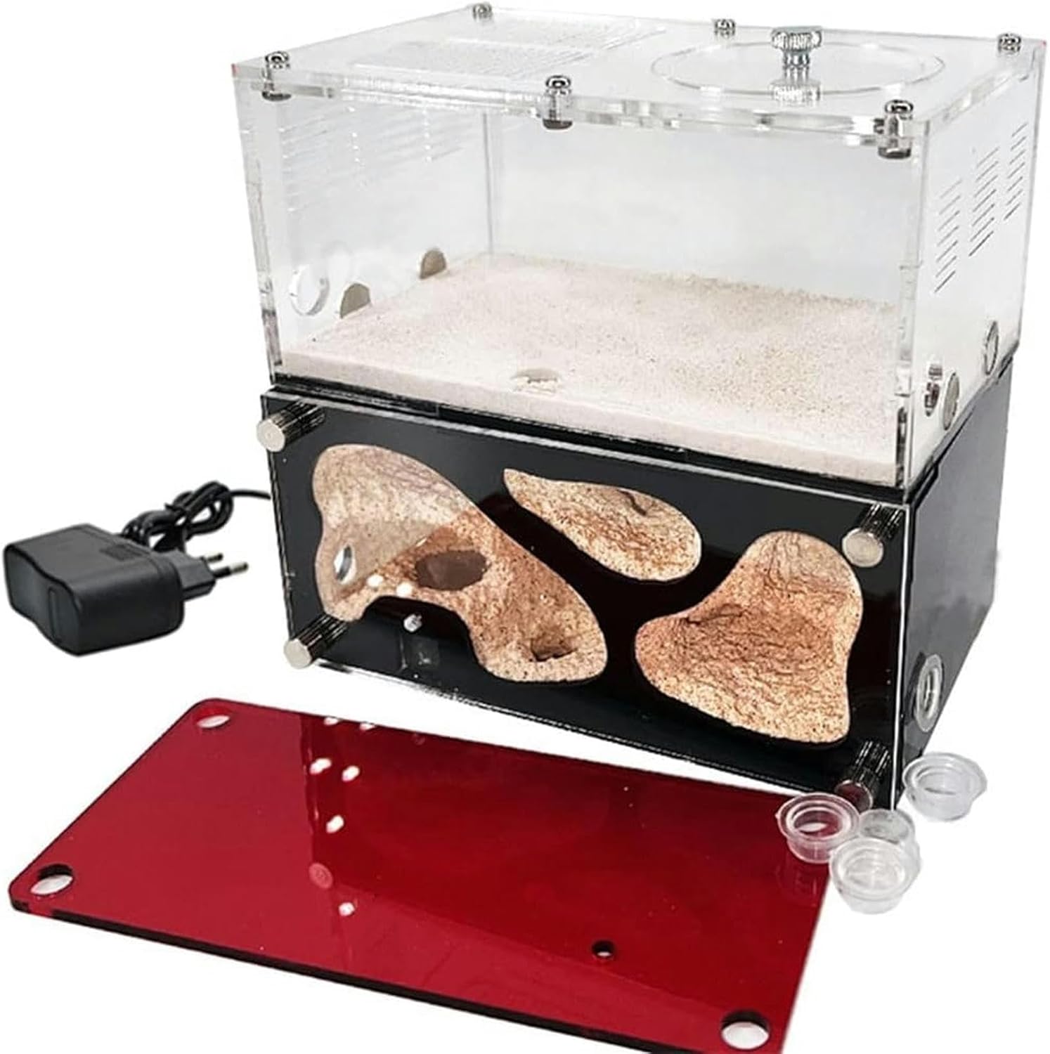 ホホジロザメ（Carcharodon carcharias）の歯 41.6mm ホホジロザメ