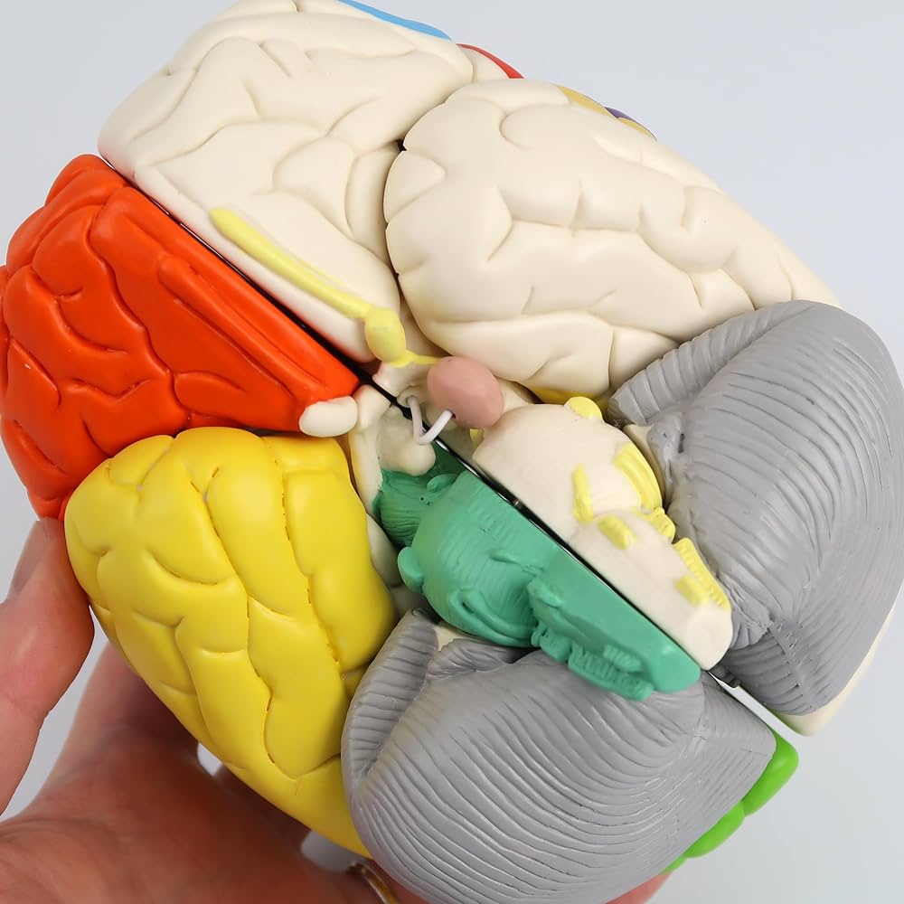 71qHy5cD6cL._AC_UF1000,