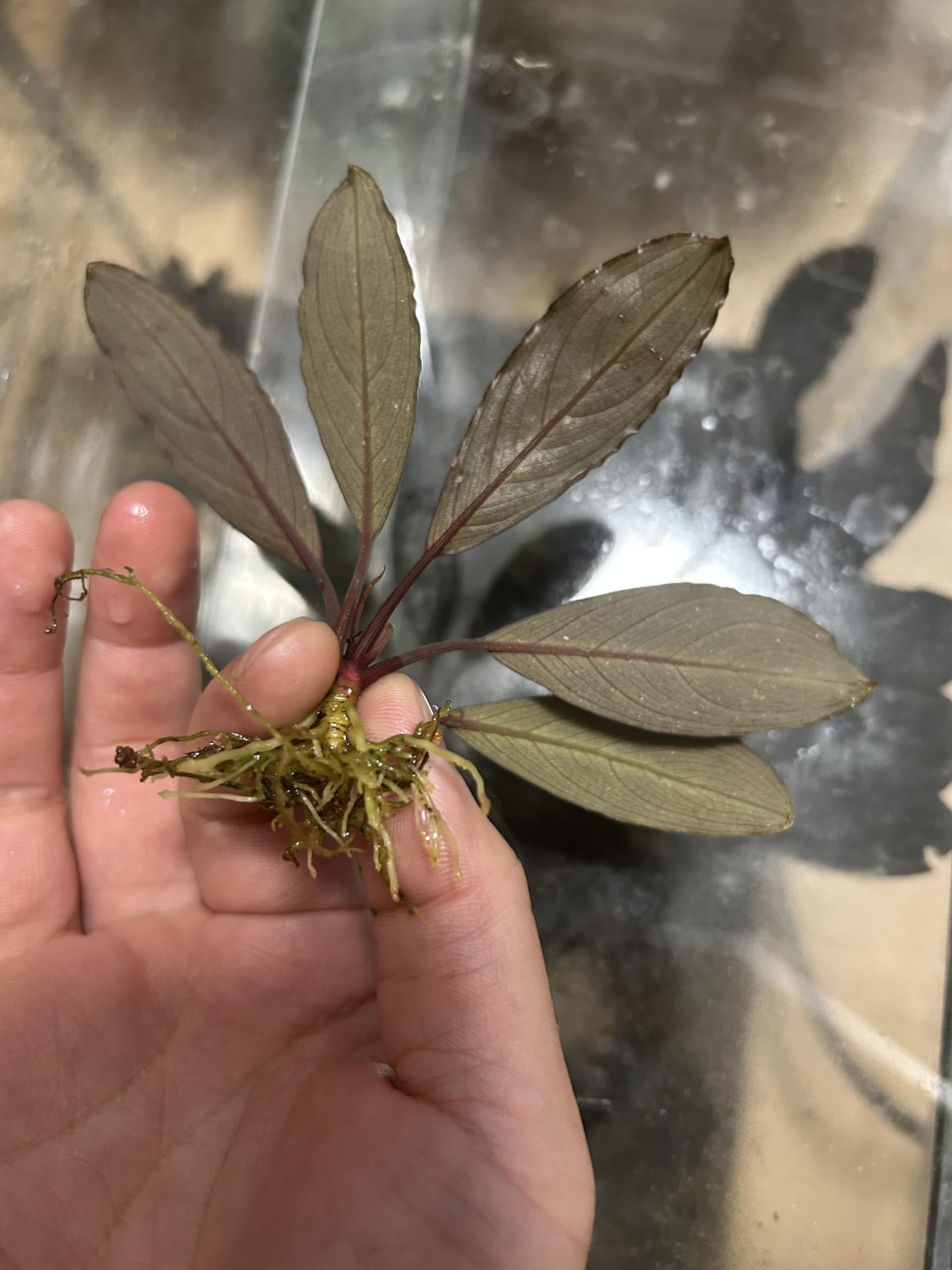 ブセファランドラ スケルトンキング 7 株 Amazon.co.jp