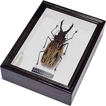 8190VQuiprL._AC_UF350,