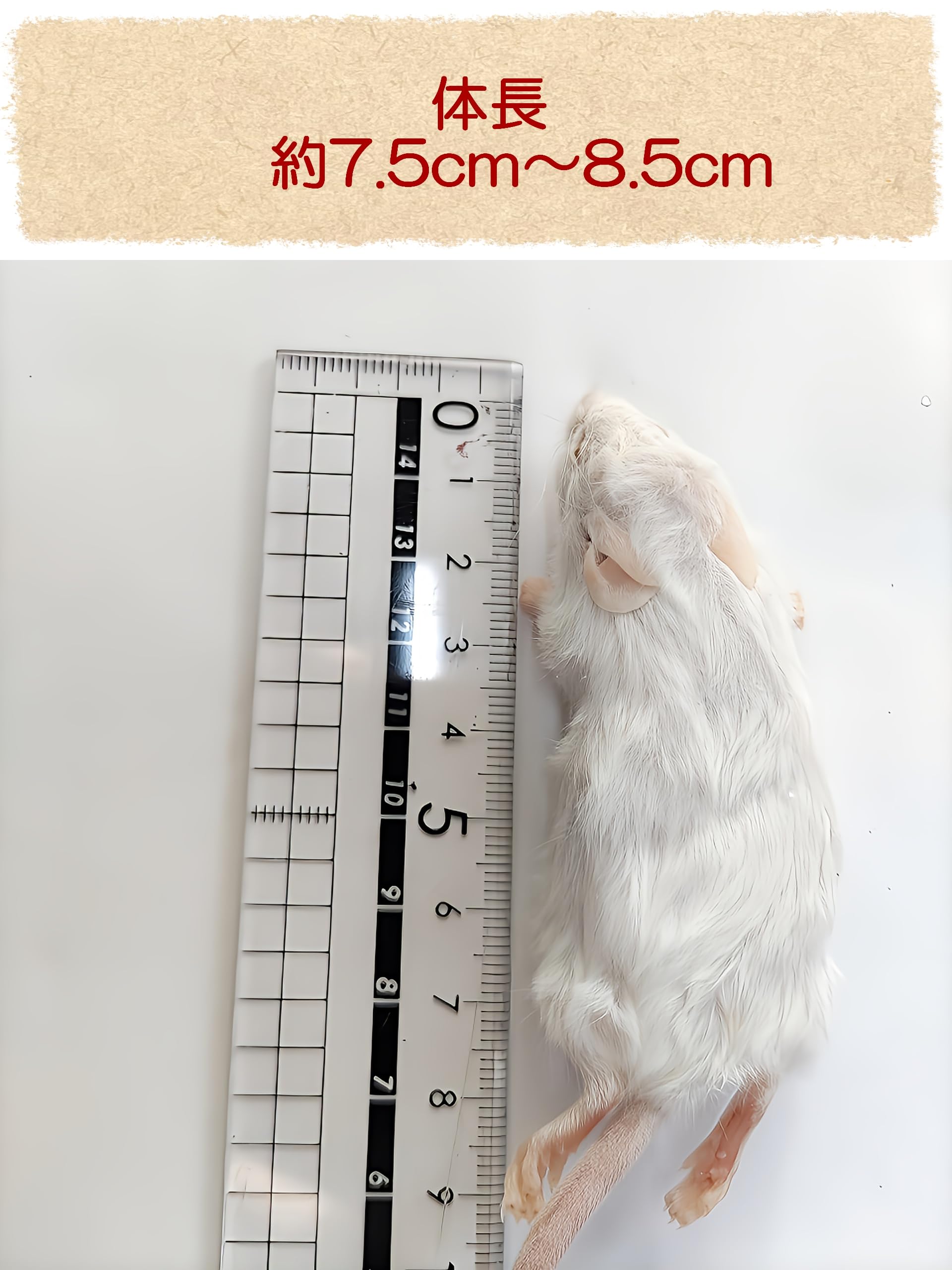 Amazon | 国産 冷凍マウス アダルト10匹 | しあわせをよぶふくろうの城