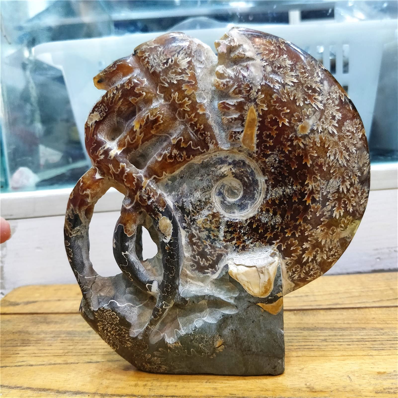 アンモナイト化石 コレクション、部屋のオブジェとして