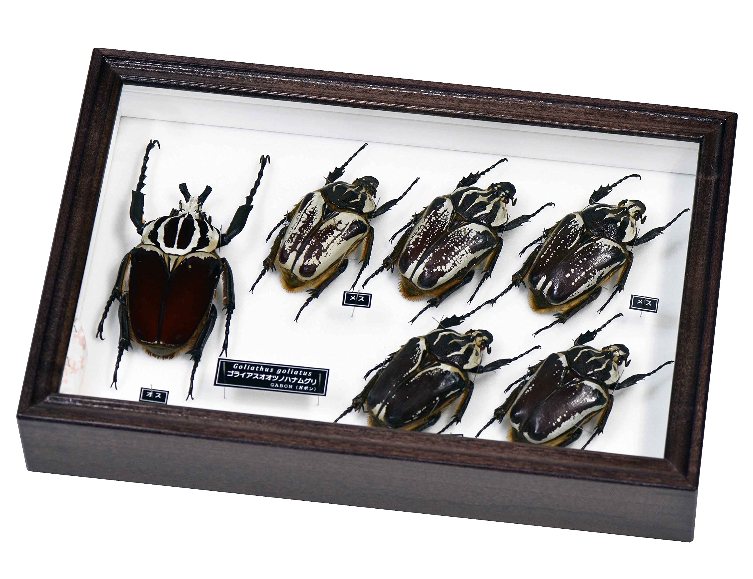 ゴライアスカシクス 標本用死虫 2023年採集品 ゴライアス ゴライアス