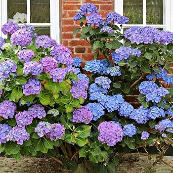Hydrangea4937 0502 指定07 Amazon.com : 35pcs Blue Pink Purple