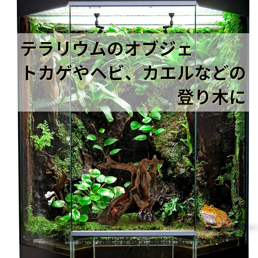 n1アク抜き済み流木 爬虫類シェルター テラリウム インテリア エア