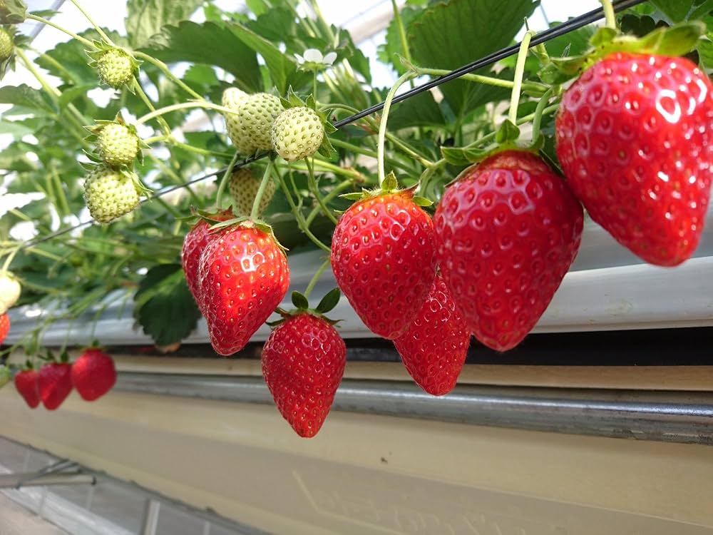 Amazon.co.jp: ココピート・ココチップ 5kg ピート70％、チップ30