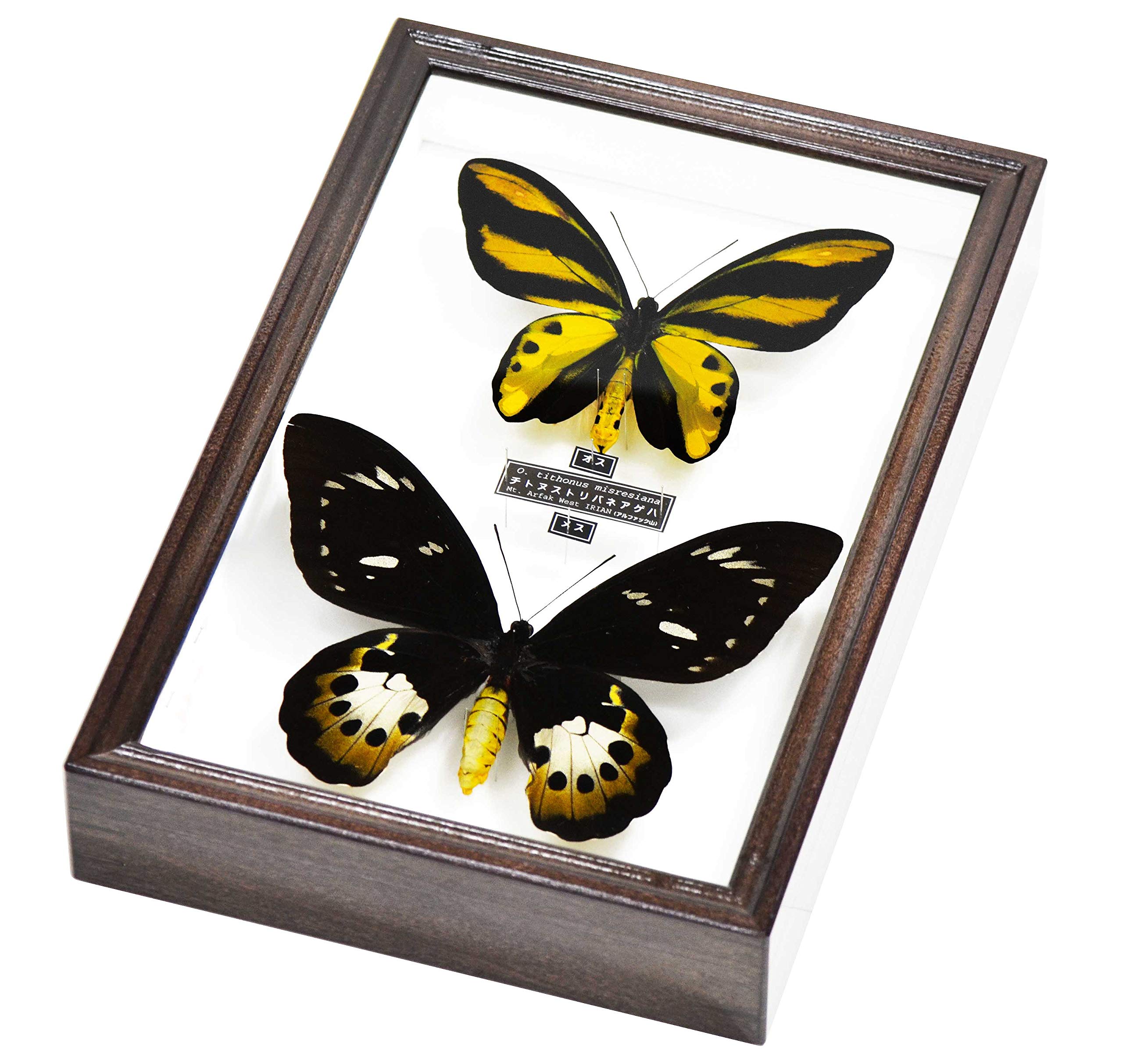 蝶の標本 トリバネチョウの王様(珍珍AA) 蝶の標本 トリバネチョウの