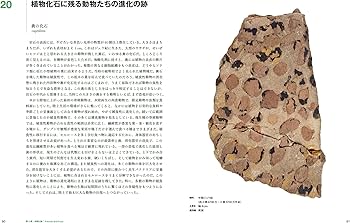 世界を変えた50の植物の化石 (大英自然史博物館シリーズ 5) | ポール