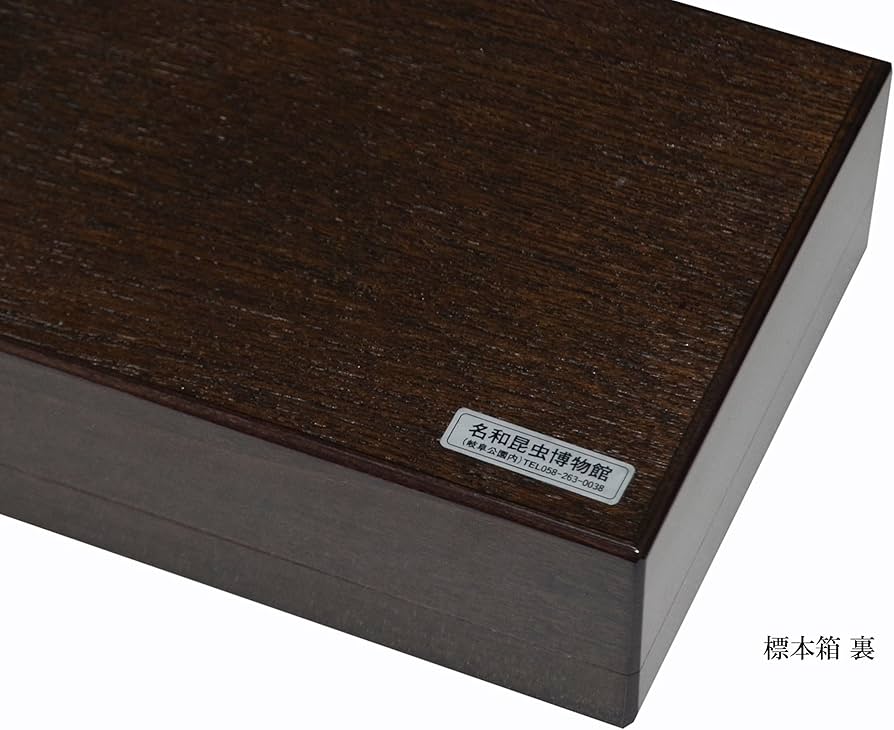 ファルキドンミイロタテハ（フルニエラ）♂2パターンセット ファル