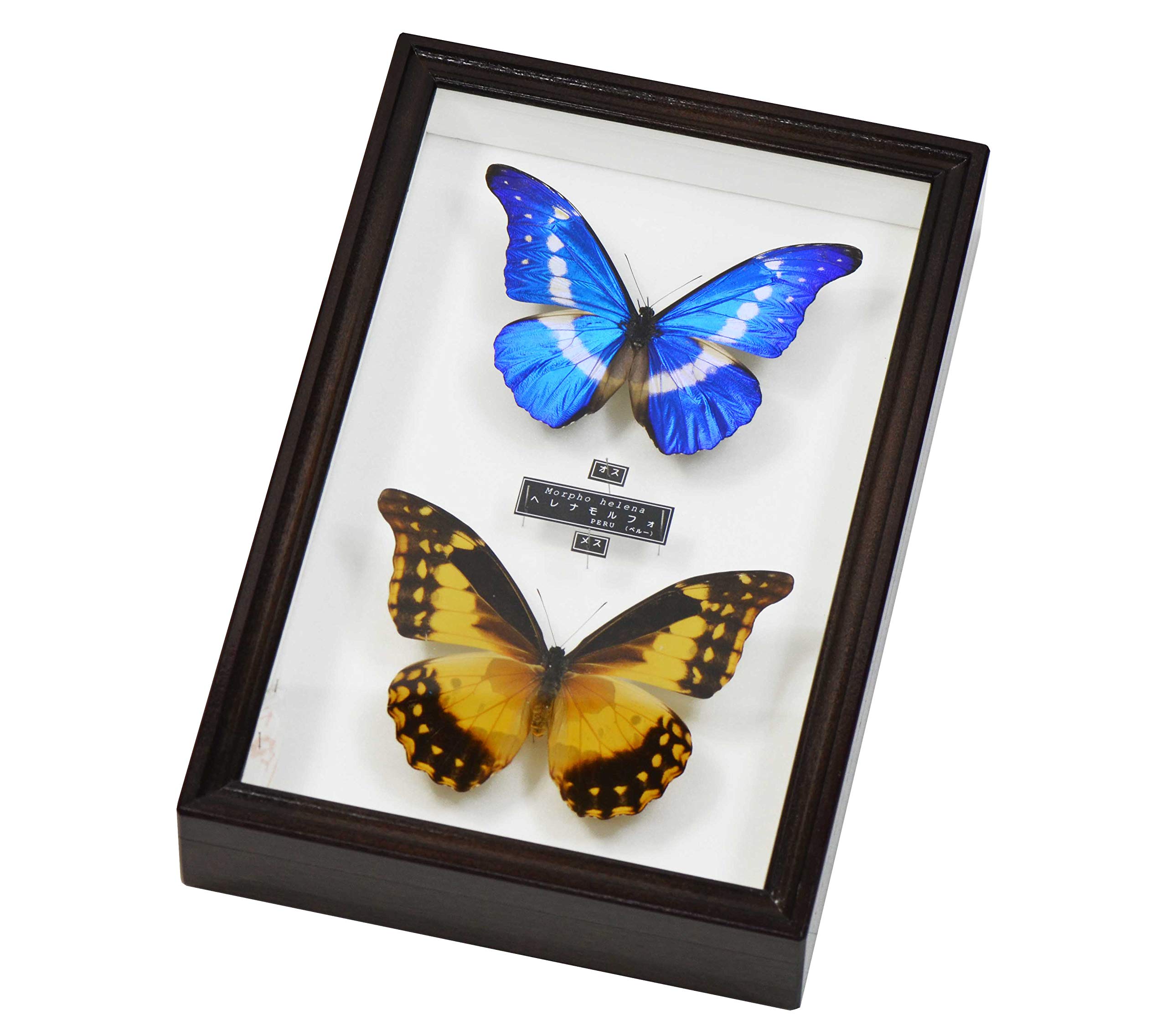 蝶の標本 大型モルフォの世界(特大特) 特大個体❗️❗️ディディウス