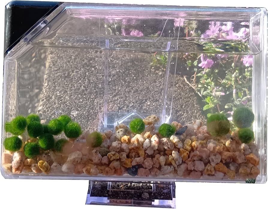 Amazon | まりも 18個 薄型水槽付き 飼育セット | 緑のふるさと