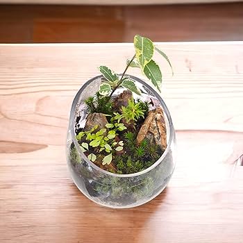Amazon | 極床 造形君 4L 苔テラリウム パルダリウム | ピクタ | 底砂