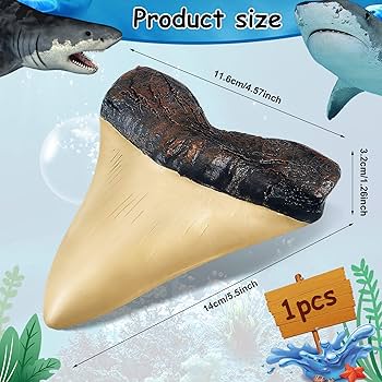 メガロドンの祖先種 サメの歯 希少種 【公式通販】